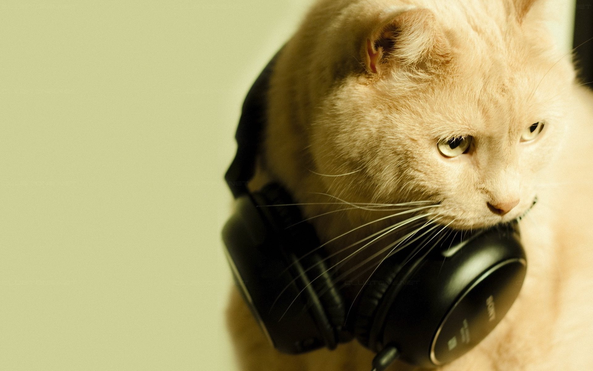 Cat-with-headphones