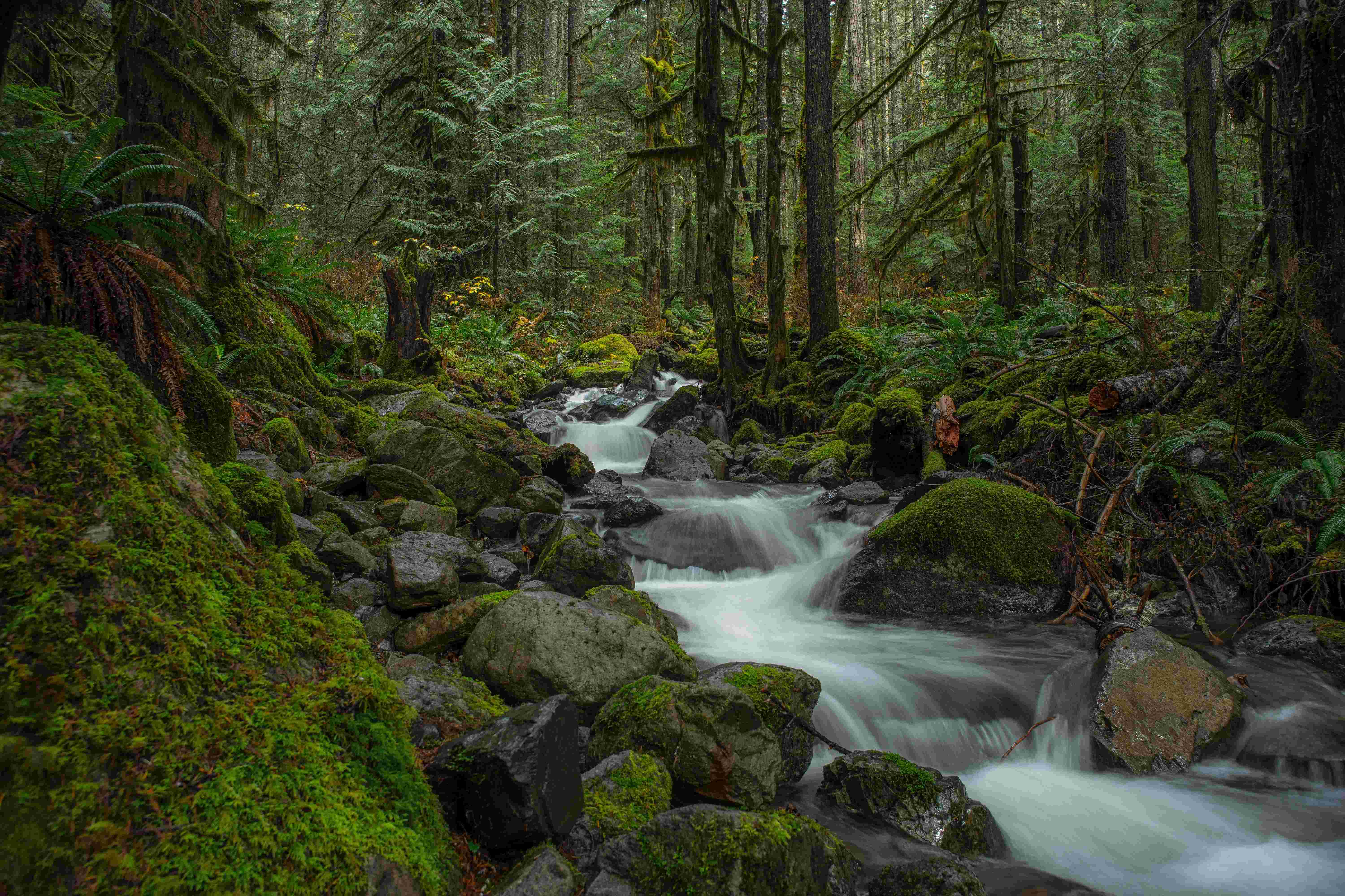 Creek. Brook River. Rivers.