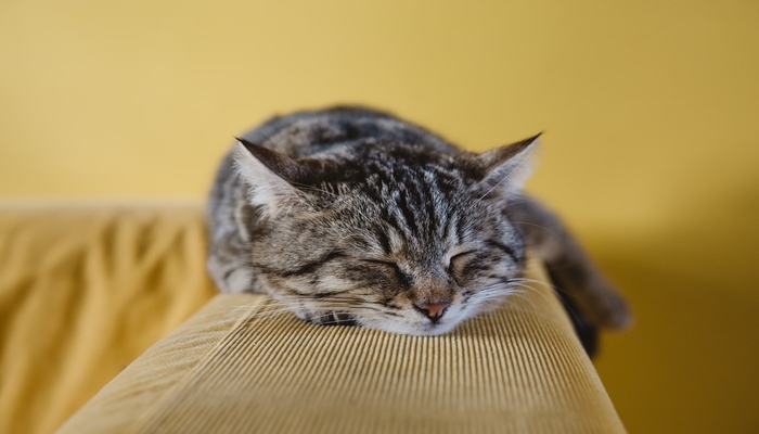 SUB Factory] Tại Sao Mèo Ngủ Nhiều Như Vậy? - YBOX
